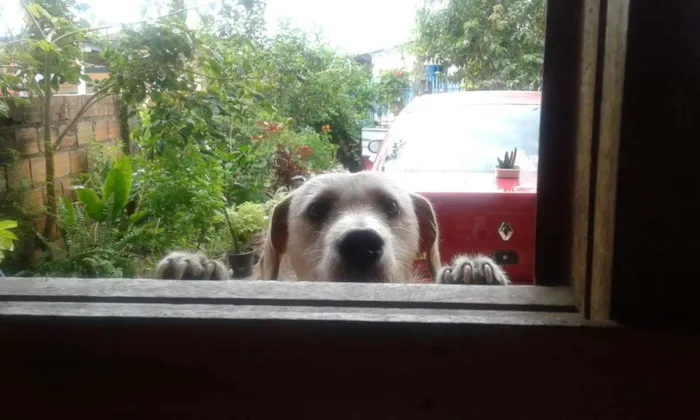 Cachorro ra a Sem raça definida  idade 4 anos nome Nina