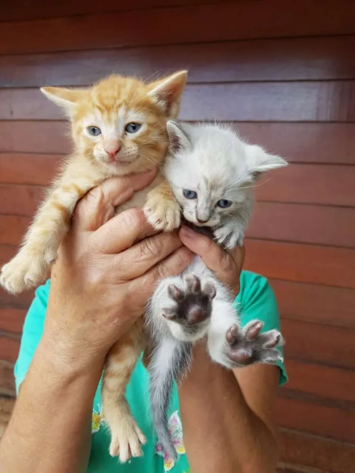 Gato ra a Indefinida idade Abaixo de 2 meses nome Sem nome