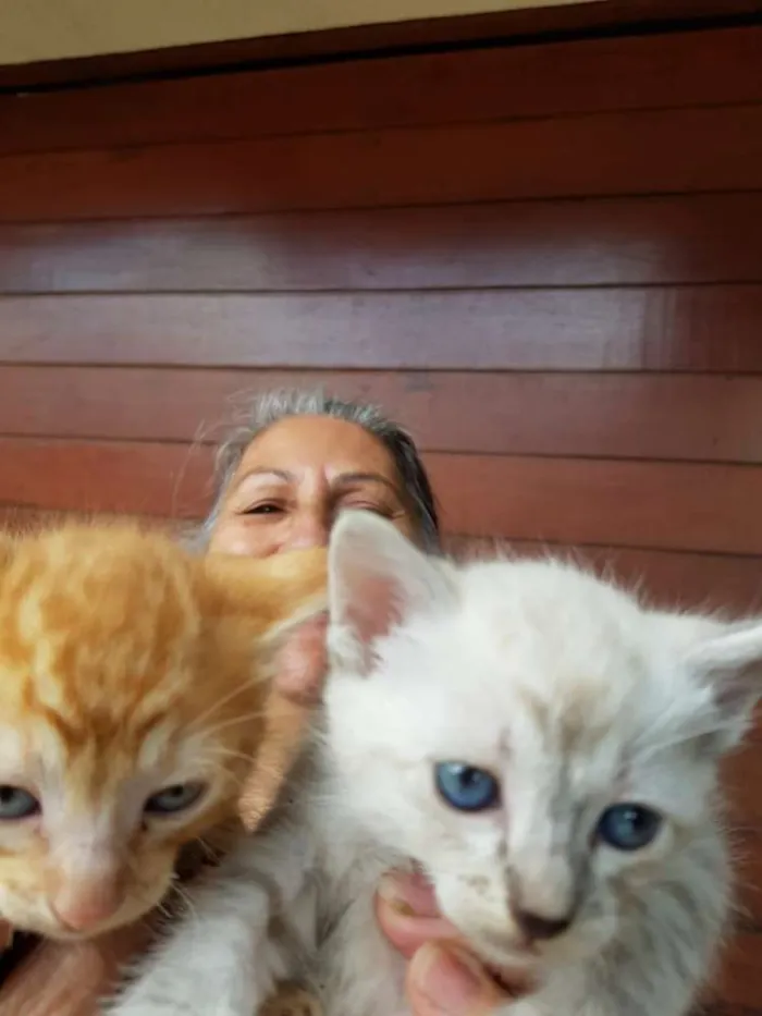 Gato ra a Indefinida idade Abaixo de 2 meses nome Sem nome