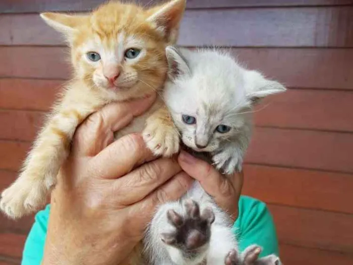 Gato ra a Indefinida idade Abaixo de 2 meses nome Sem nome