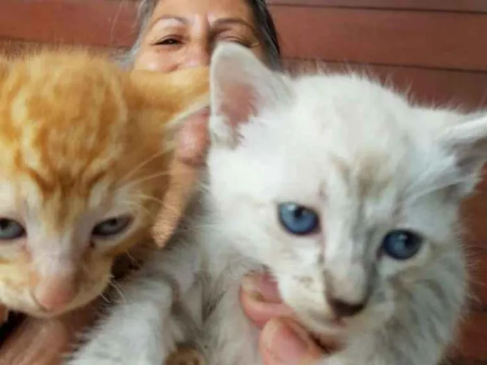 Gato ra a Indefinida idade Abaixo de 2 meses nome Sem nome