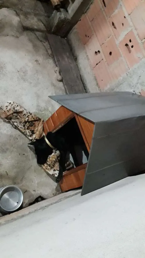 Cachorro raça Show Show  idade 2 a 6 meses nome Maya