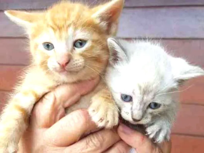 Gato ra a Indefinida idade Abaixo de 2 meses nome Sem nome