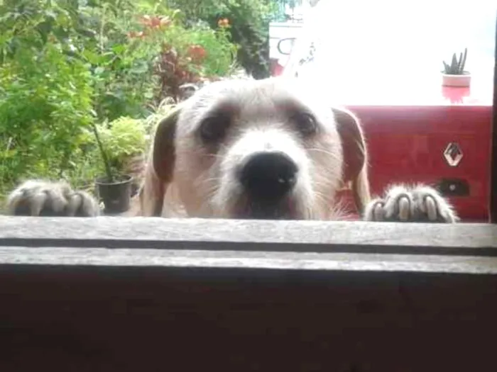 Cachorro ra a Sem raça definida  idade 4 anos nome Nina