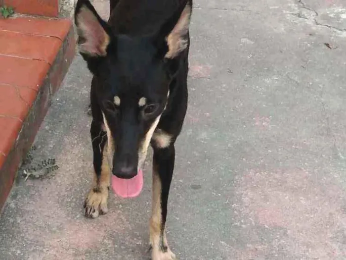 Cachorro ra a SRD idade 1 ano nome Leo