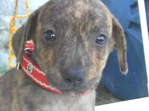 Cachorro raça Nao definida idade 2 a 6 meses nome Luma