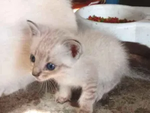 Gato raça Srd idade Abaixo de 2 meses nome Sem nome