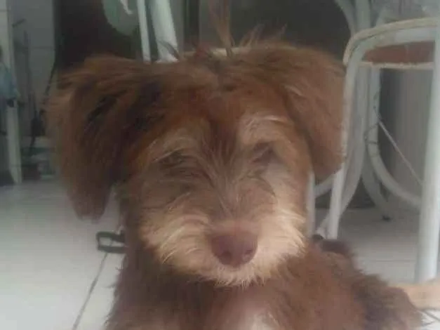 Cachorro ra a Nao definida idade 2 a 6 meses nome Nao 