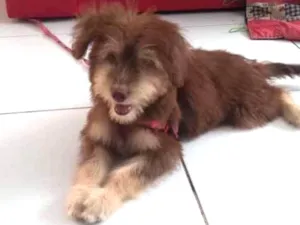 Cachorro raça Nao definida idade 2 a 6 meses nome Nao 