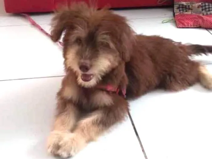 Cachorro ra a Nao definida idade 2 a 6 meses nome Nao 