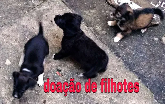 Cachorro ra a Vira lata idade 2 a 6 meses nome Não tem