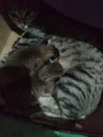 Mimi