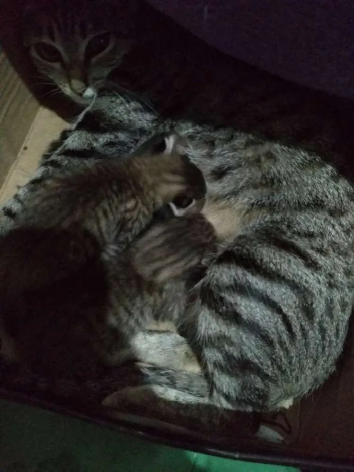 Gato ra a Sem raça idade 1 ano nome Mimi