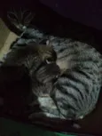 Mimi