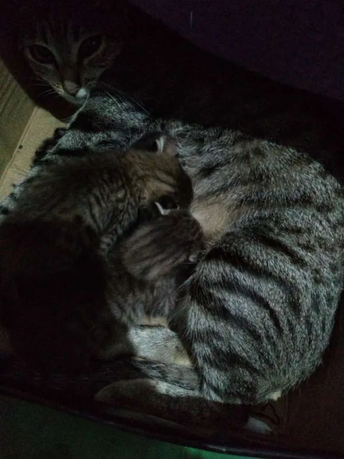 Gato ra a Sem raça idade 1 ano nome Mimi
