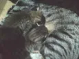 Mimi