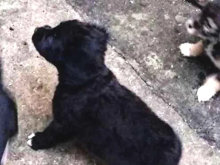 Cachorro ra a Vira lata idade 2 a 6 meses nome Não tem