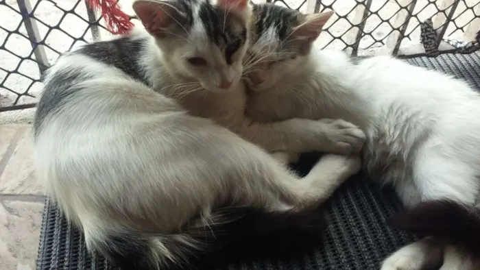 Gato ra a SRD idade 2 a 6 meses nome Babi e Mel