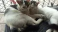 Babi e Mel