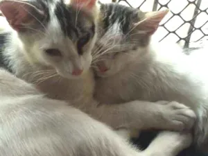 Gato raça SRD idade 2 a 6 meses nome Babi e Mel