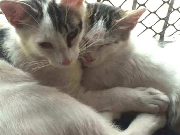 Gato ra a SRD idade 2 a 6 meses nome Babi e Mel