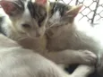 Babi e Mel