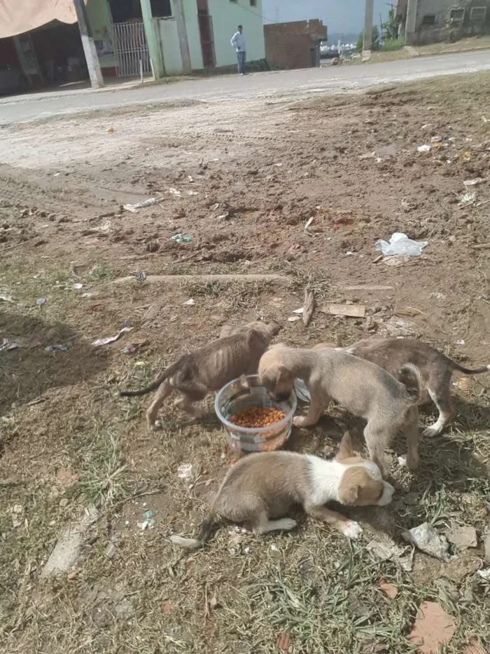 Cachorro raça vira lata idade 2 a 6 meses nome nao sei