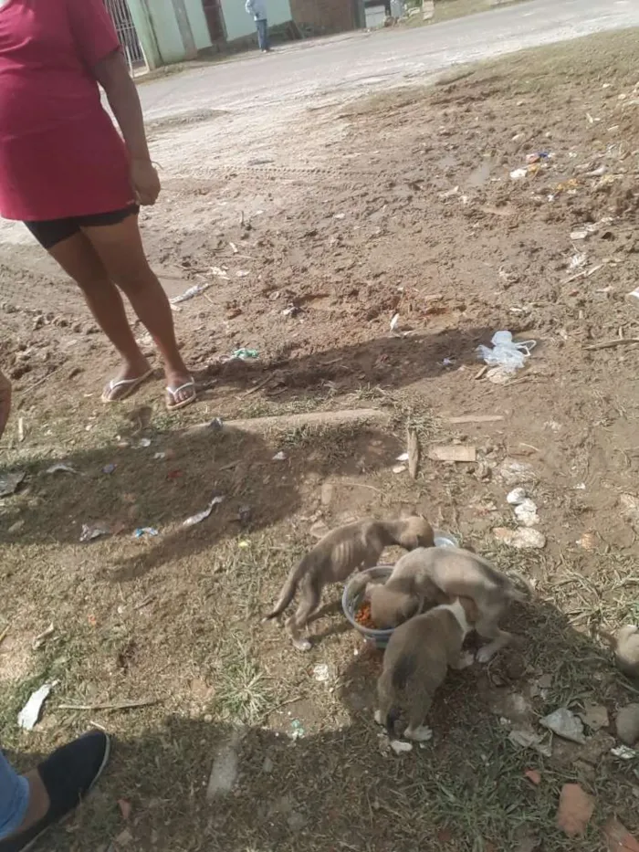 Cachorro raça vira lata idade 2 a 6 meses nome nao sei