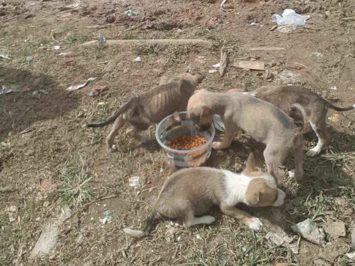 Cachorro raça vira lata idade 2 a 6 meses nome nao sei