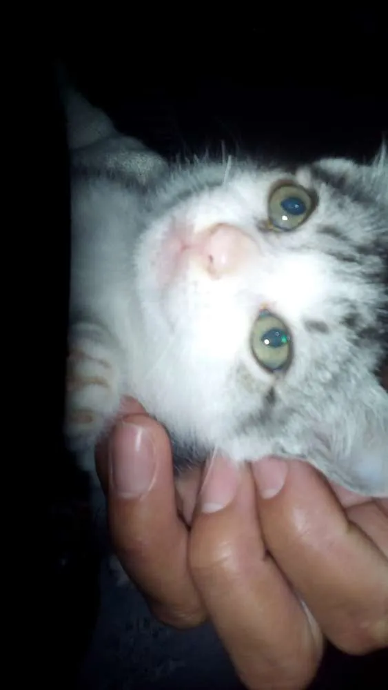 Gato ra a Vira lata idade 2 a 6 meses nome Sem nome