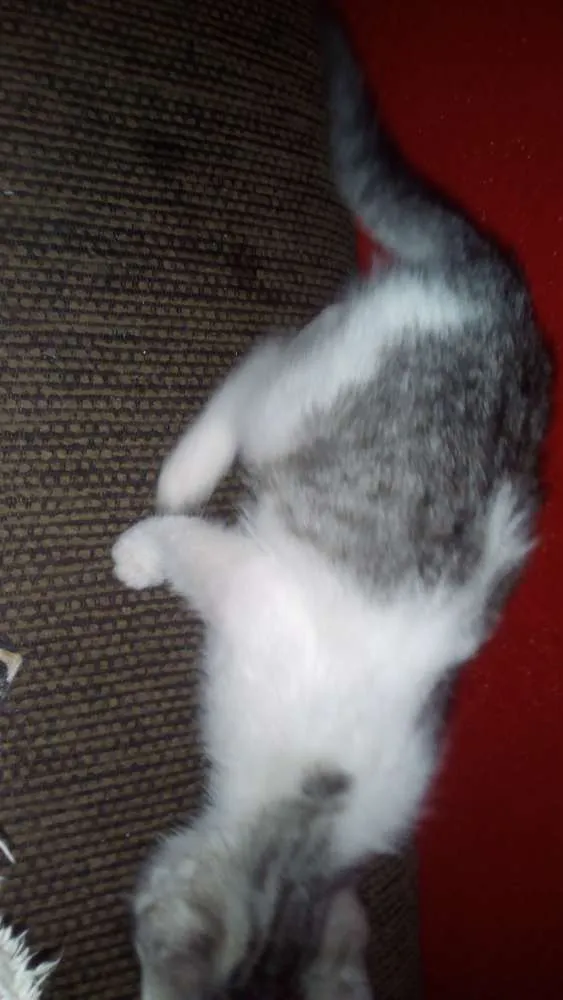 Gato ra a Vira lata idade 2 a 6 meses nome Sem nome