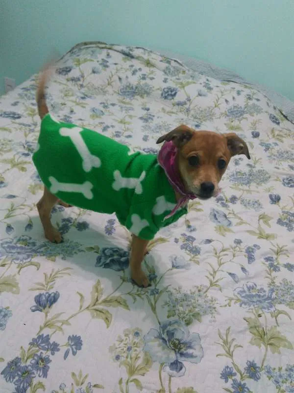 Cachorro ra a  idade 2 a 6 meses nome Rebecca