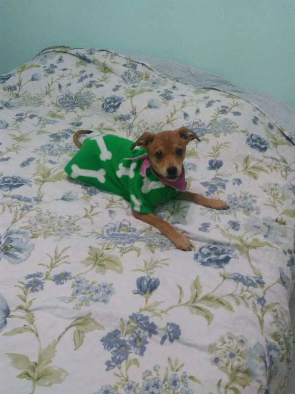 Cachorro ra a  idade 2 a 6 meses nome Rebecca