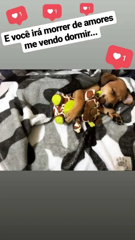 Cachorro ra a  idade 2 a 6 meses nome Rebecca