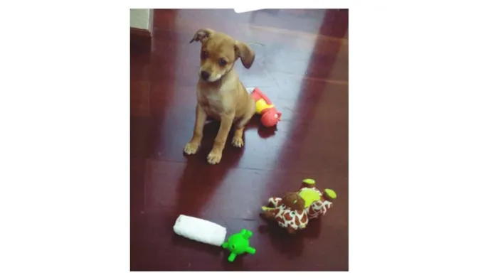 Cachorro ra a  idade 2 a 6 meses nome Rebecca