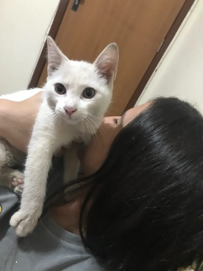 Gato ra a Não sei  idade  nome Nina