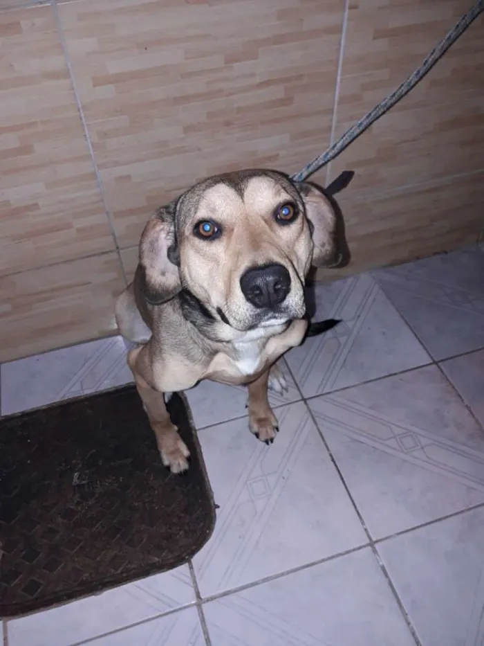 Cachorro ra a Mestiço  idade 2 anos nome Pow