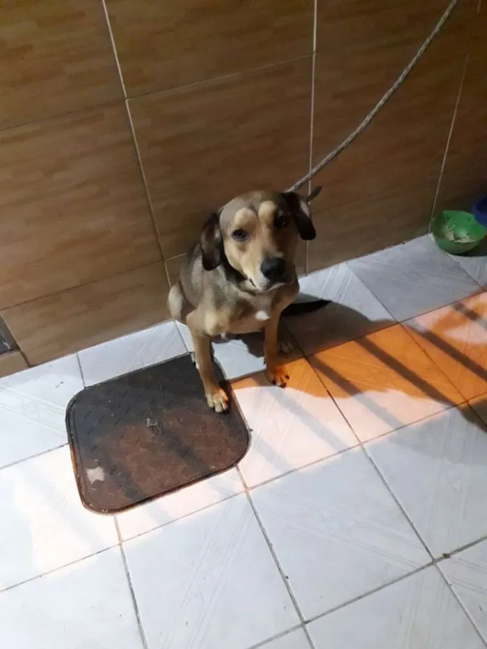 Cachorro ra a Mestiço  idade 2 anos nome Pow