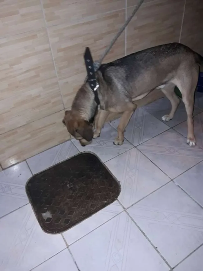 Cachorro ra a Mestiço  idade 2 anos nome Pow