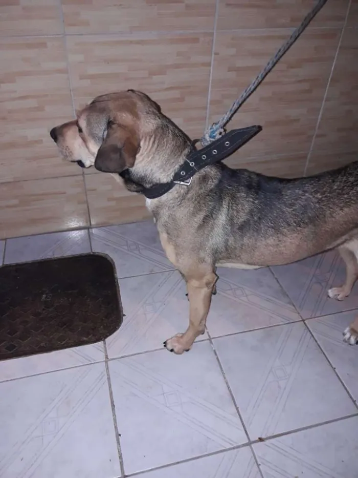 Cachorro ra a Mestiço  idade 2 anos nome Pow