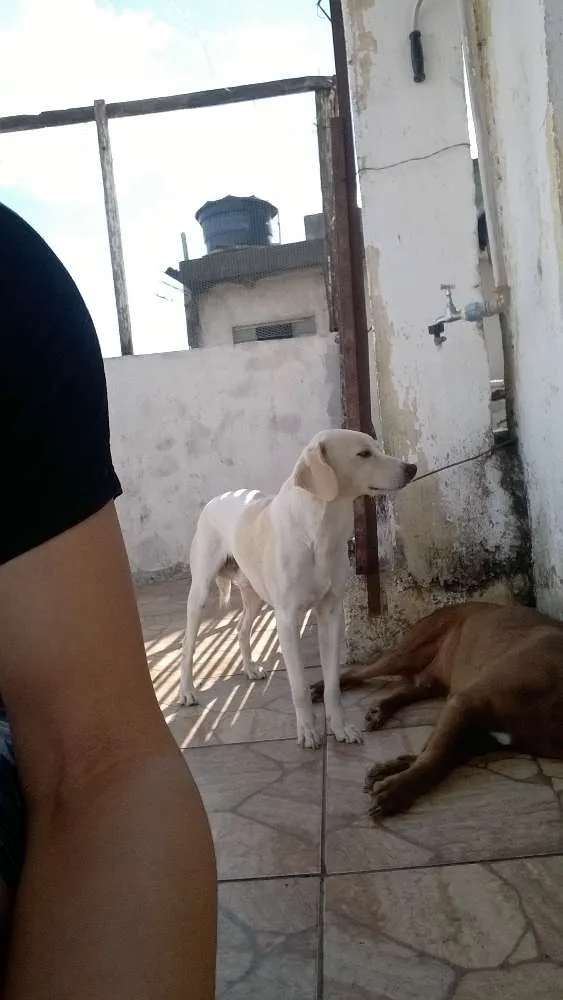 Cachorro ra a misturada idade 3 anos nome Marley