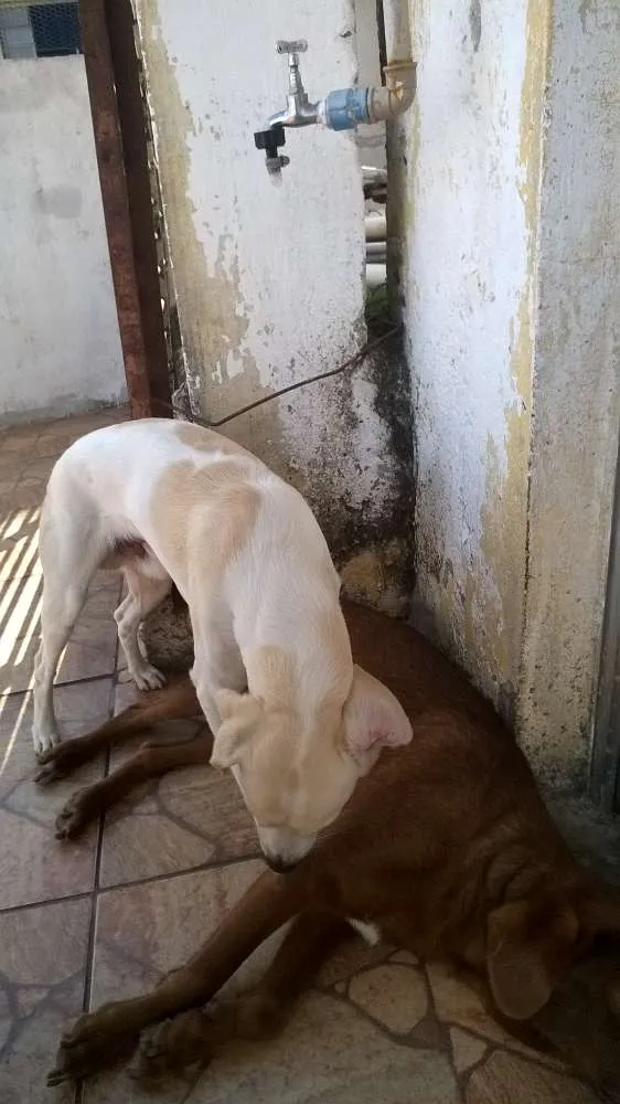 Cachorro ra a misturada idade 3 anos nome Marley