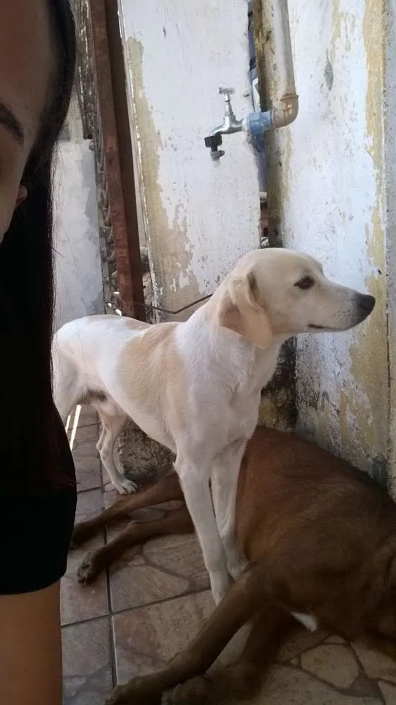Cachorro ra a misturada idade 3 anos nome Marley