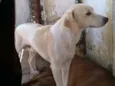 Marley