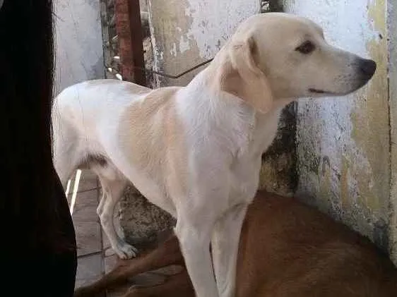 Cachorro ra a misturada idade 3 anos nome Marley