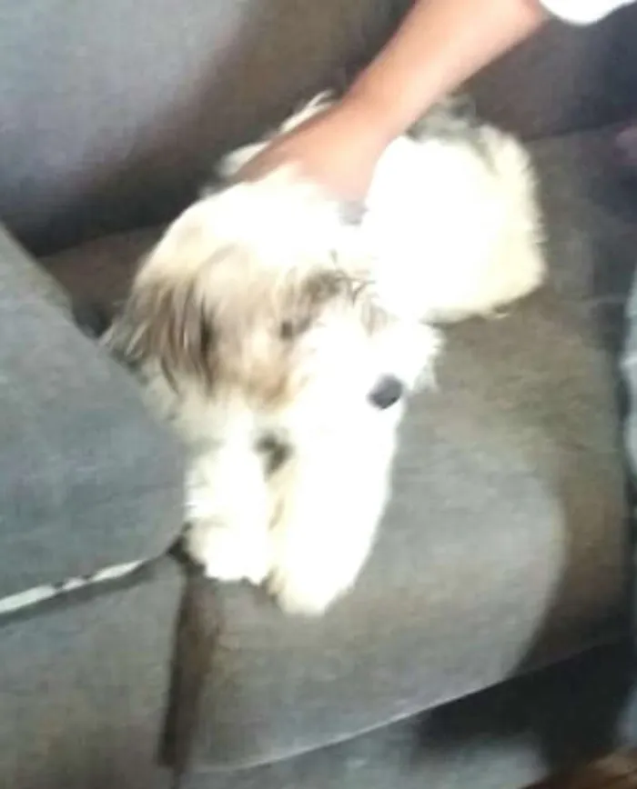 Cachorro raça  idade 2 a 6 meses nome Dóris 