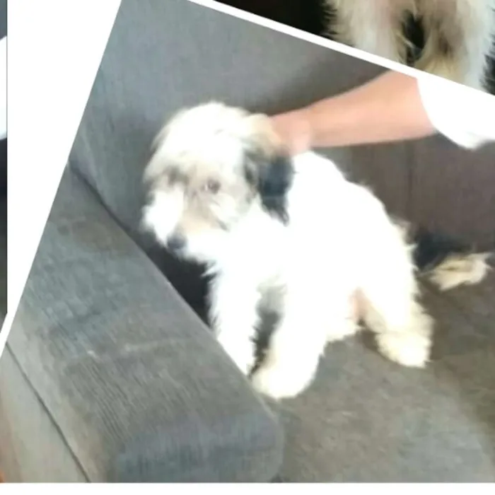 Cachorro raça  idade 2 a 6 meses nome Dóris 