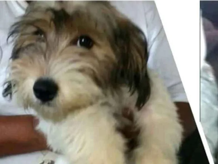 Cachorro raça  idade 2 a 6 meses nome Dóris 