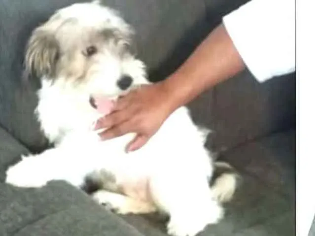 Cachorro raça  idade 2 a 6 meses nome Dóris 