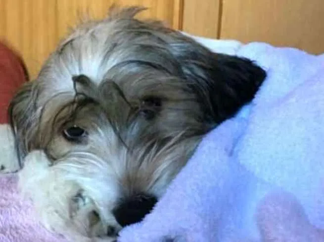 Cachorro raça  idade 2 a 6 meses nome Dóris 